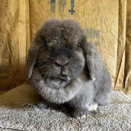 Holland Lop Blue Tort Doe for Sale - Proven Breeder in Columbus, oh