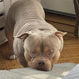 American Bully Stud Available - 3 Years Old in Brooklyn, ny