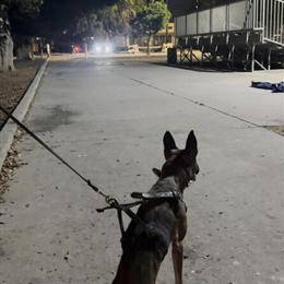 Dutch Shepherd/Mal Puppies for Sale in Los Angeles, ca