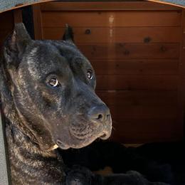 Presa Canario Puppies Available in Florence, sc