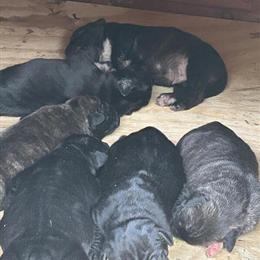 Arne Pohlmeyer Working Dogs for Sale in Florence, sc