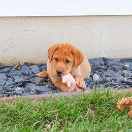 Labrador Puppy Maxine Ready for a New Home in Syracuse, in