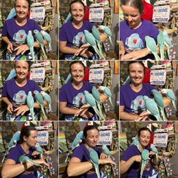 Indian Ringneck Baby Birds for Adoption in Sarasota, fl