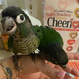 Indian Ring Neck Parakeet and Quaker Birds for Sale in Sarasota, fl