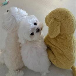 Gorgeous Female Maltese Puppy Ready for a Loving Home in Clermont, fl