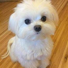 Male Maltese Puppy Ollie Ready for a Loving Home in Clermont, fl