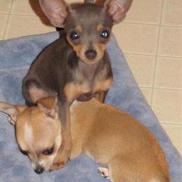 Chihuahua puppy wanted in blue with tan markings or tan-gold with white. in Antioch, tn