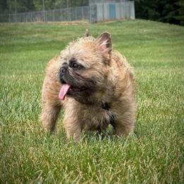 French Bulldog - Floodle in Indianapolis, in