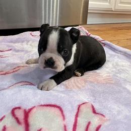 Boston Terrier Male Tux Ready for Forever Home in Turkey, nc