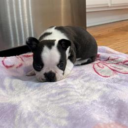 Boston Terrier Male Elvis Ready for Forever Home in Turkey, nc