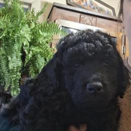 Mini Male Goldendoodle Benji for $900 in Alma, mi