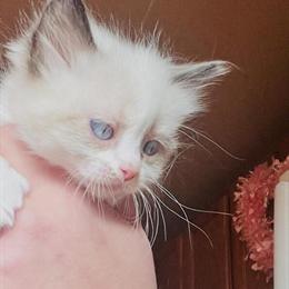 Bicolor Female Ragdoll Kitten Available for Adoption in Lancaster, pa