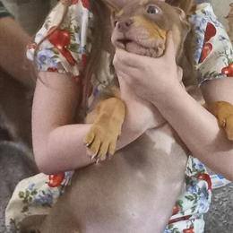 American Bully Puppies - ABKC Registered in Fennville, mi