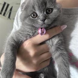 Scottish Fold Kitten for Adoption in Antelope, ca