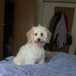 6 Month Old Female Maltipoo Looking for a New Home in Clarkston, mi