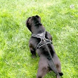 Exotic Bully Stud Available - Spring Break Deal for $400 in Kissimmee, fl