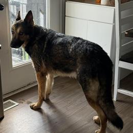 German Shepherd Male, AKC Registered, 5.5 Years Old in Columbus, OH in Columbus, oh