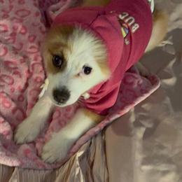 5 Month Old Female Pomeranian Needs New Home in Holland, mi