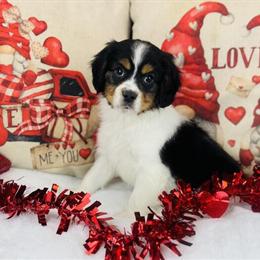 Cavalier King Charles Spaniel/Aussie Mix Puppies Available in Morrow, oh