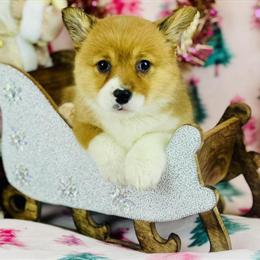Corgi Puppy Available in Morrow, oh