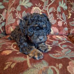 Mini Goldendoodle Fiona with Unique Red-Brown Highlights for $900 in Alma, mi