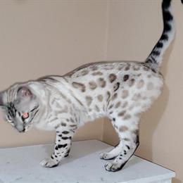 Female Bengal Cats for Rehoming Together in Cedar Springs, mi
