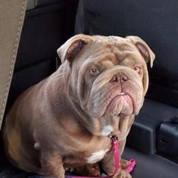 Male English Bulldog Available for Rehoming in Cedar Springs, mi