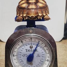 Sulcata Tortoises for Rehoming in Cedar Springs, mi