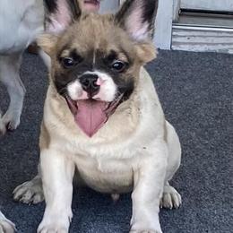Fluffy French Bulldog - AKC Registered and Ready to Go in Monongahela, pa