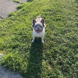 Stud Service Available in Monongahela, pa