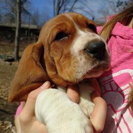 Basset Hound Puppy Available in White Cloud, mi
