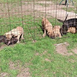 American Pit Bull Terrier Puppies Ready for Rehome in Salisbury, nc
