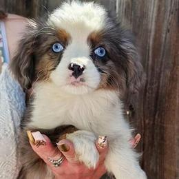 Cavalier King Charles x Toy Aussie puppies for adoption in Atascadero, ca