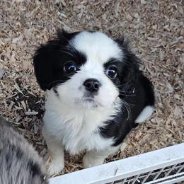 Toy Australian Shepherd Puppies Available in Atascadero, ca