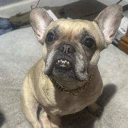 French Bulldog Puppies for Sale - Two Males Ready April 15, 2026 in Grand Haven, mi