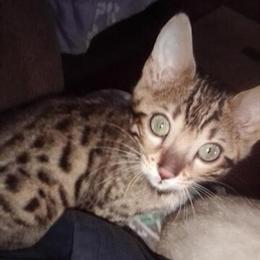 Bengal Kittens Available in Richmond, in