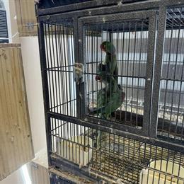 Proven Alexandrine pair for sale in Chicago, il