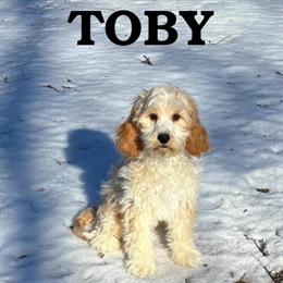 Cockapoo Puppy Toby - Neutered Male in Waseca, mn