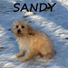 Cavapoo Puppy Sandy - Friendly and Energetic in Waseca, mn