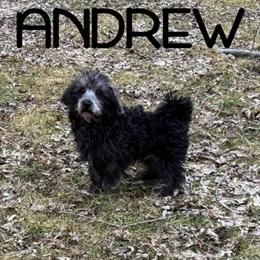 Schnoodle Puppy Andrew - Neutered Male in Waseca, mn