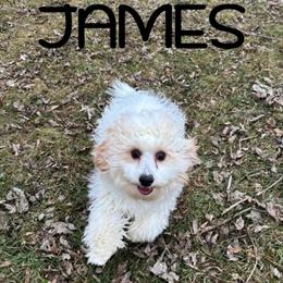 Cavapoo Puppy James - Neutered Male, Born 8/9/25 in Waseca, mn