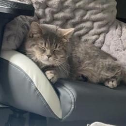 Scottish Fold Straight Kitten for Adoption in Ann Arbor, mi