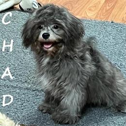 Teddy Bear Puppy Chad - Neutered Male in Waseca, mn
