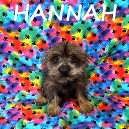 Snorkie Puppy Hannah - Black and Tan Female in Waseca, mn