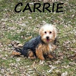 Yorkie Poo Puppy Carrie - Female, Born 8/17/25 in Waseca, mn