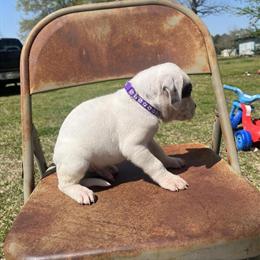 American Bulldog Puppies Available for New Homes in Lumberton, nc