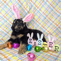 Female Bernedoodle Ready for Adoption Now in Yale, mi