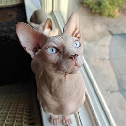 Sphynx Kitties and Cats for Adoption in Pottstown, pa