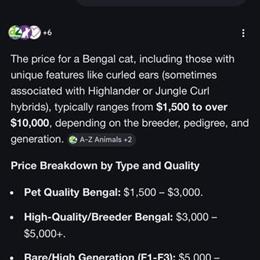 Bengal Hybrid Cat Available for Rehoming in Harrodsburg, ky
