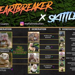 Lilac Merle Female Puppy for Sale in Crestview, fl